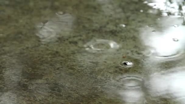 Rain calmly falling onto the concrete — Stock Video