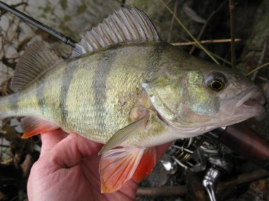 Gölde levrek Balık tutma