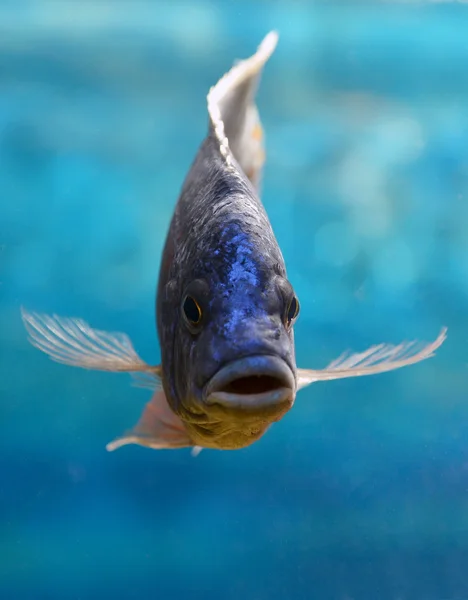 Риба — стокове фото