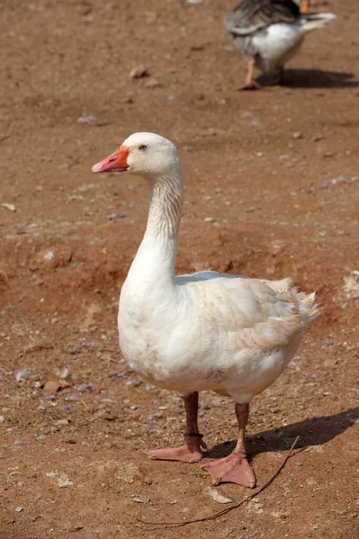 Weiße Enten Mit Einem Verschwommenen Braunen Hintergrund Einem Sonnigen Tag — Stockfoto