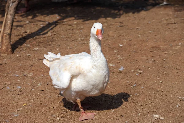 Eine Einsame Weiße Ente Mit Einem Verschwommenen Braunen Hintergrund Einem — Stockfoto