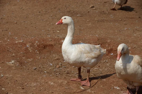 Weiße Enten Mit Einem Verschwommenen Braunen Hintergrund Einem Sonnigen Tag — Stockfoto