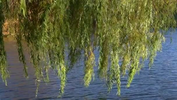 Grenen willow gungar i vinden över vattnet — Stockvideo