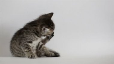 Küçük gri yavru kedi yıkar