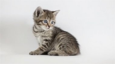 küçük gri kedicik