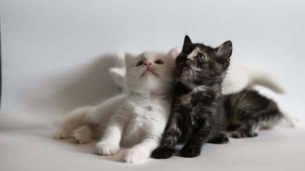 Les chatons s'amusent — Video