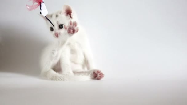 Beyaz tüylü yavru kedi eğleniyor musun — Stok video