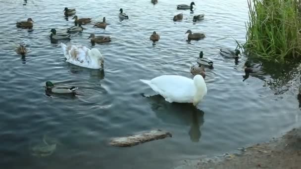 白の白鳥し、アヒルのスローモーション — ストック動画