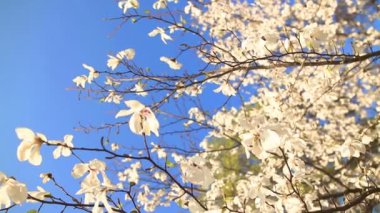 güzel bir elma ağacı dalı