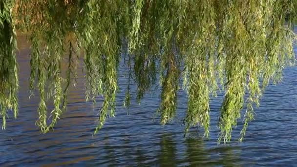 Grenen willow gungar i vinden över vattnet — Stockvideo
