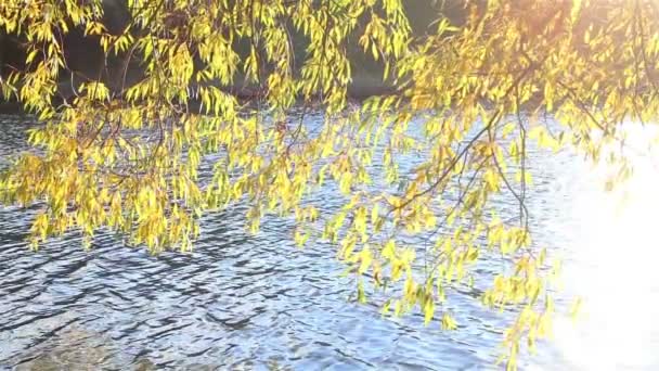 La rama se balancea en el viento sobre el agua — Vídeos de Stock