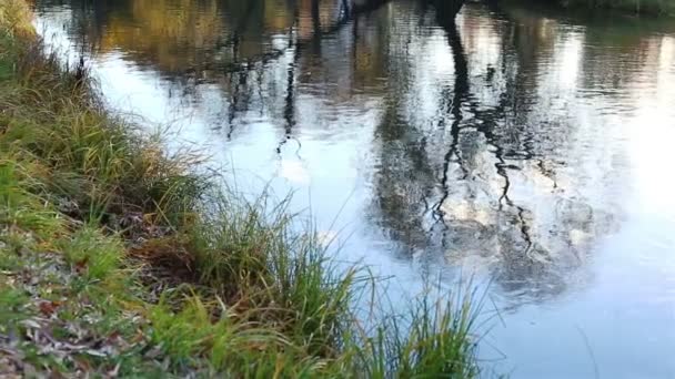 Petite rivière. Mouvement de caméra — Video