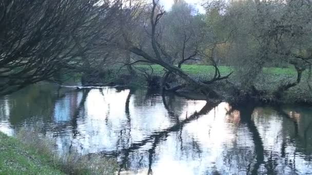 Río pequeño. Movimiento de cámara — Vídeo de stock