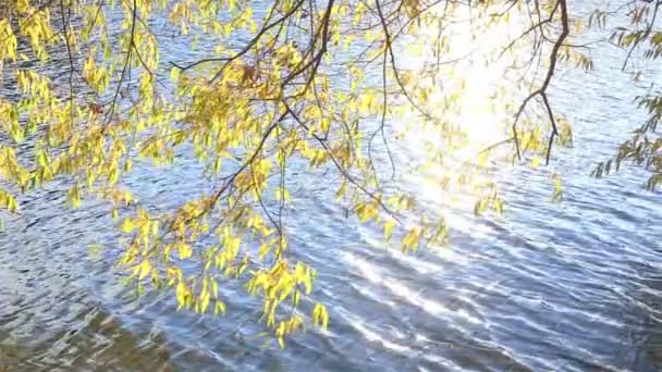水の上風に枝が揺れる — ストック動画