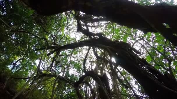在印度的热带树 — 图库视频影像