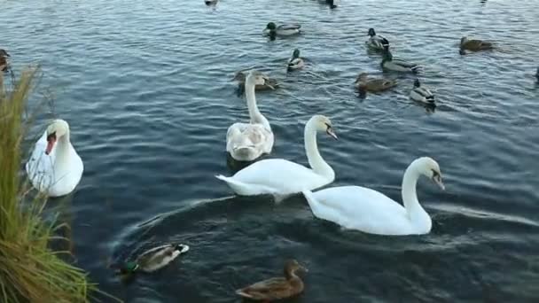 White swans and ducks slow motion — Stock Video