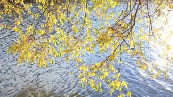 水の上風に枝が揺れる — ストック動画
