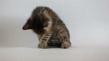 Küçük gri yavru kedi yıkar