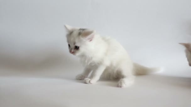 白のふわふわ子猫が楽しんでいます。 — ストック動画