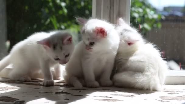 Drie kleine witte Kittens wasbeurten — Stockvideo