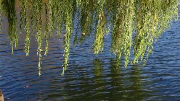 Grenen willow gungar i vinden över vattnet — Stockvideo