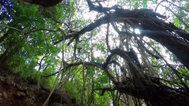 Tropik ağaç Hindistan