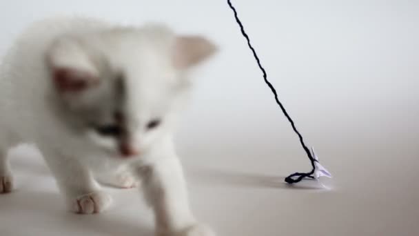 Blanco esponjoso gatito es tener divertido — Vídeo de stock