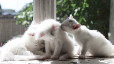 Üç küçük beyaz yavru kedi yıkama