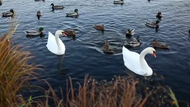 Bílé labutě a kachny, zpomalené — Stock video