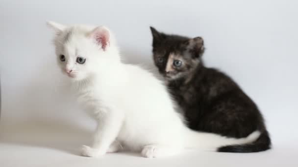 Blanco y negro gatitos esponjosos — Vídeo de stock