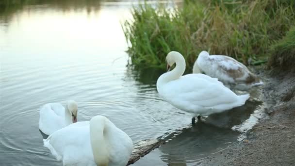 Cisne blanco limpia sus plumas — Vídeo de stock