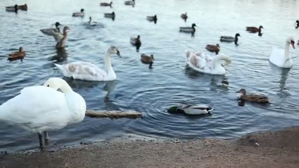 Cisne blanco limpia sus plumas — Vídeos de Stock