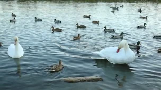 Белые лебеди и утки замедленной съемки — стоковое видео