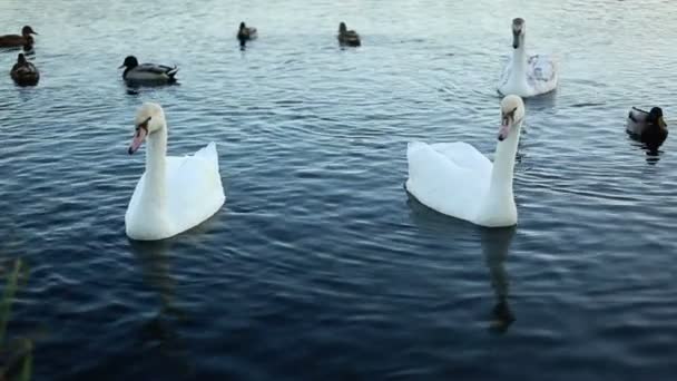 White swans and ducks slow motion — Stock Video