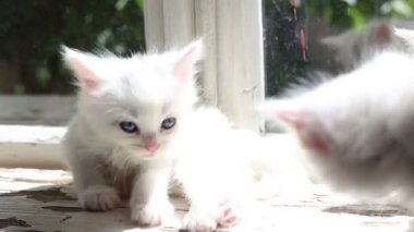 Küçük beyaz yavru kedi yıkar