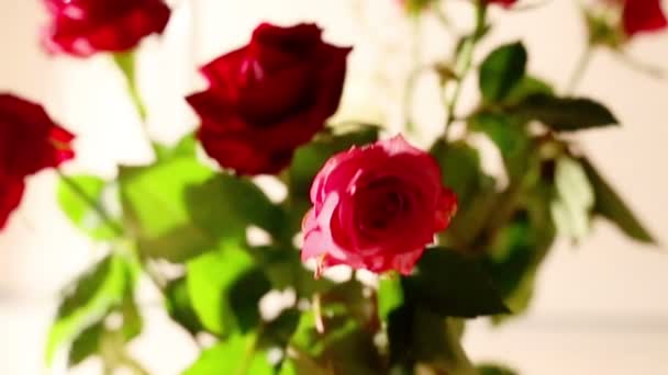 Rose bouquet dolly girato — Video Stock