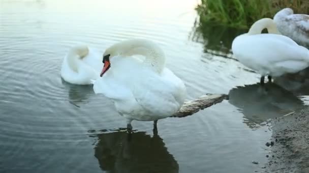 Cygne blanc nettoyer ses plumes — Video