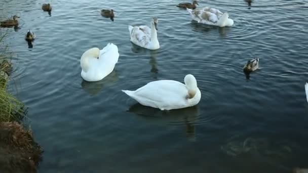 White swans and ducks slow motion — Stock Video