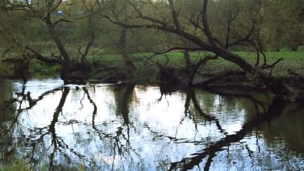 Río pequeño. Movimiento de cámara — Vídeos de Stock