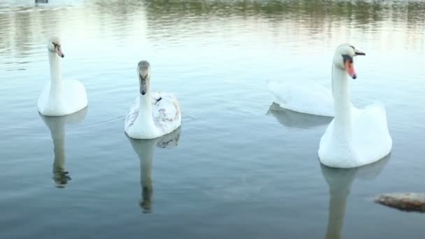 Cisnes brancos no lago câmera lenta — Vídeo de Stock