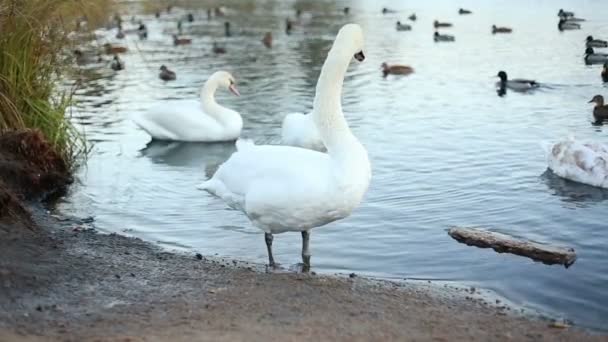 White swan schoon zijn veren — Stockvideo