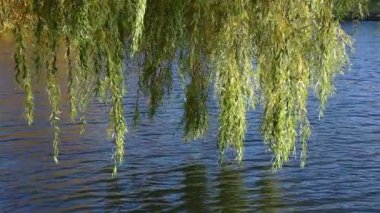 Söğüt dalı rüzgarda su üzerinde sways.