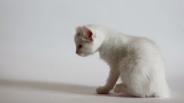Beyaz tüylü yavru kedi eğleniyor musun