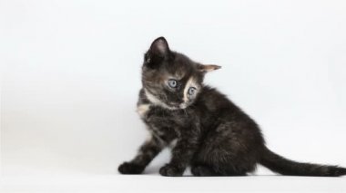 küçük siyah yavru kedi