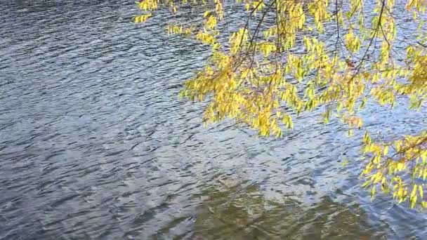 La rama se balancea en el viento sobre el agua — Vídeos de Stock