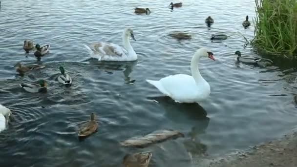 White swans and ducks slow motion — Stock Video