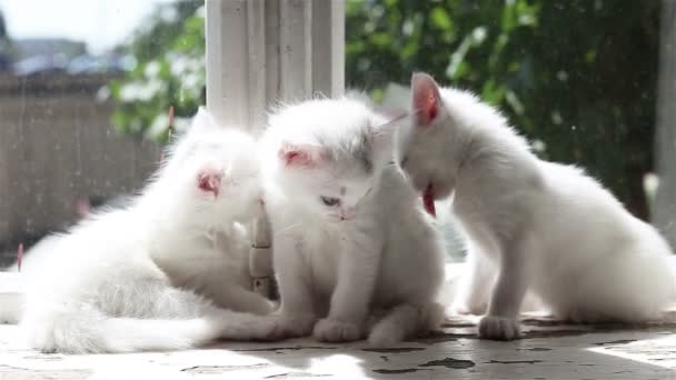 Drie kleine witte Kittens wasbeurten — Stockvideo