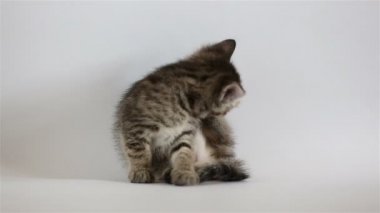 Küçük gri yavru kedi yıkar