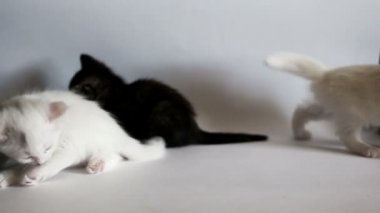 Yavru kedi eğleniyor musun
