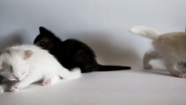 Les chatons s'amusent — Video